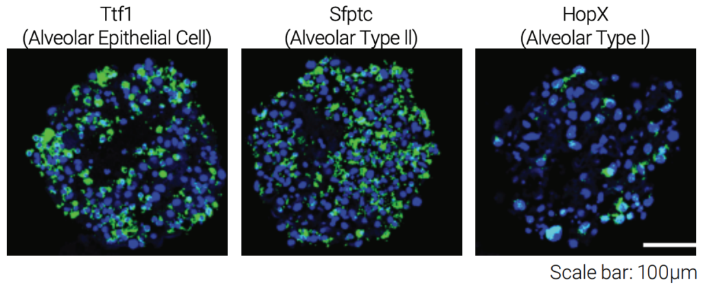 Multicellular_stereo_seq_a