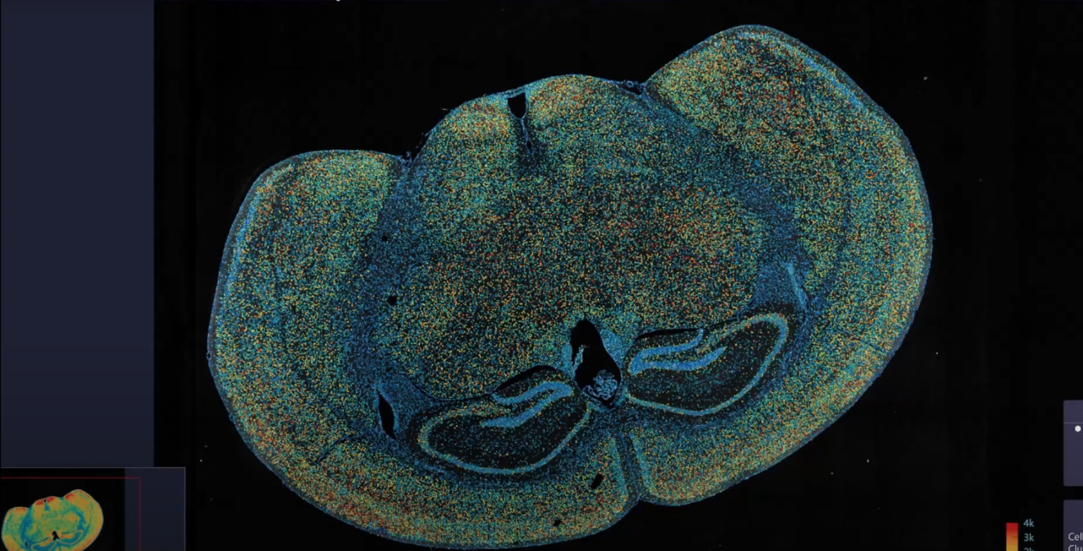 Stereo-seq Transcriptomics - Complete Genomics