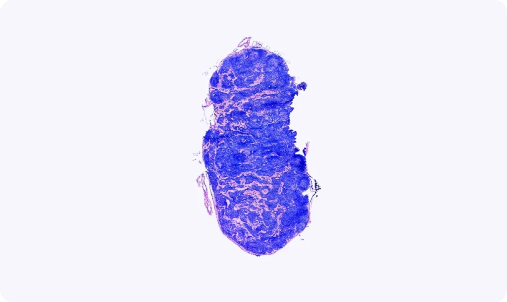Stereo_CITE_he_section_staining