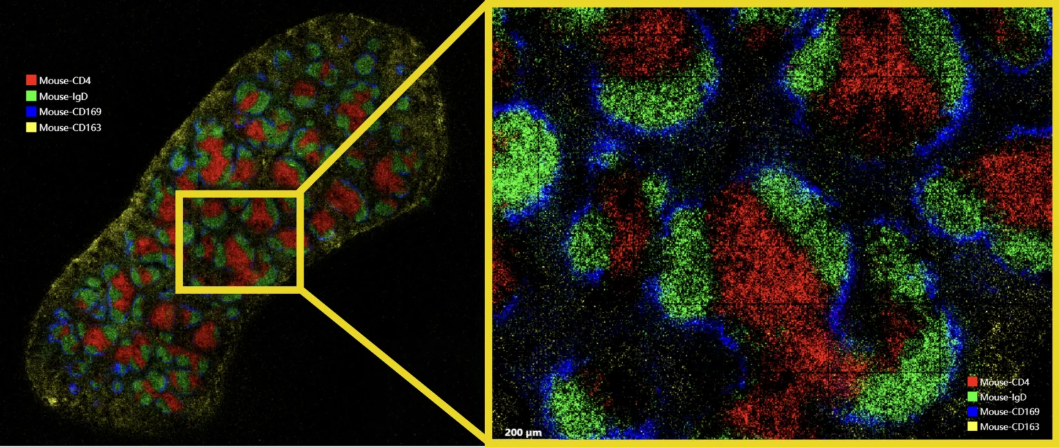 Stereo_CITE_map_protein_markers_high_resolution_complete_genomics