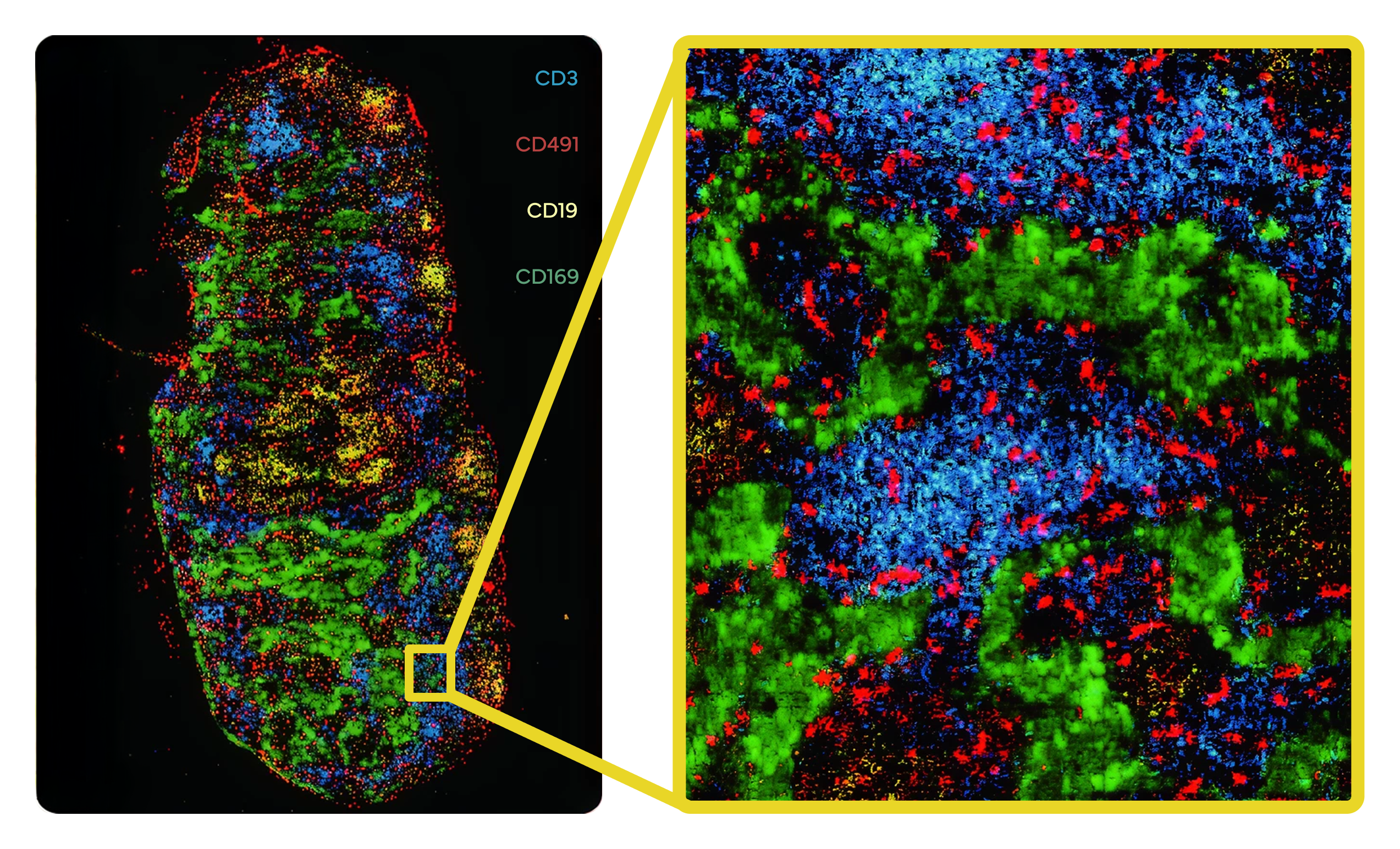 Stereo_CITE_marker_based_tissue_mapping