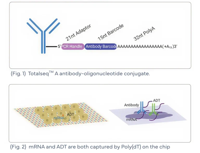 Stereo_CITE_spatial_RNA_protein_profiling