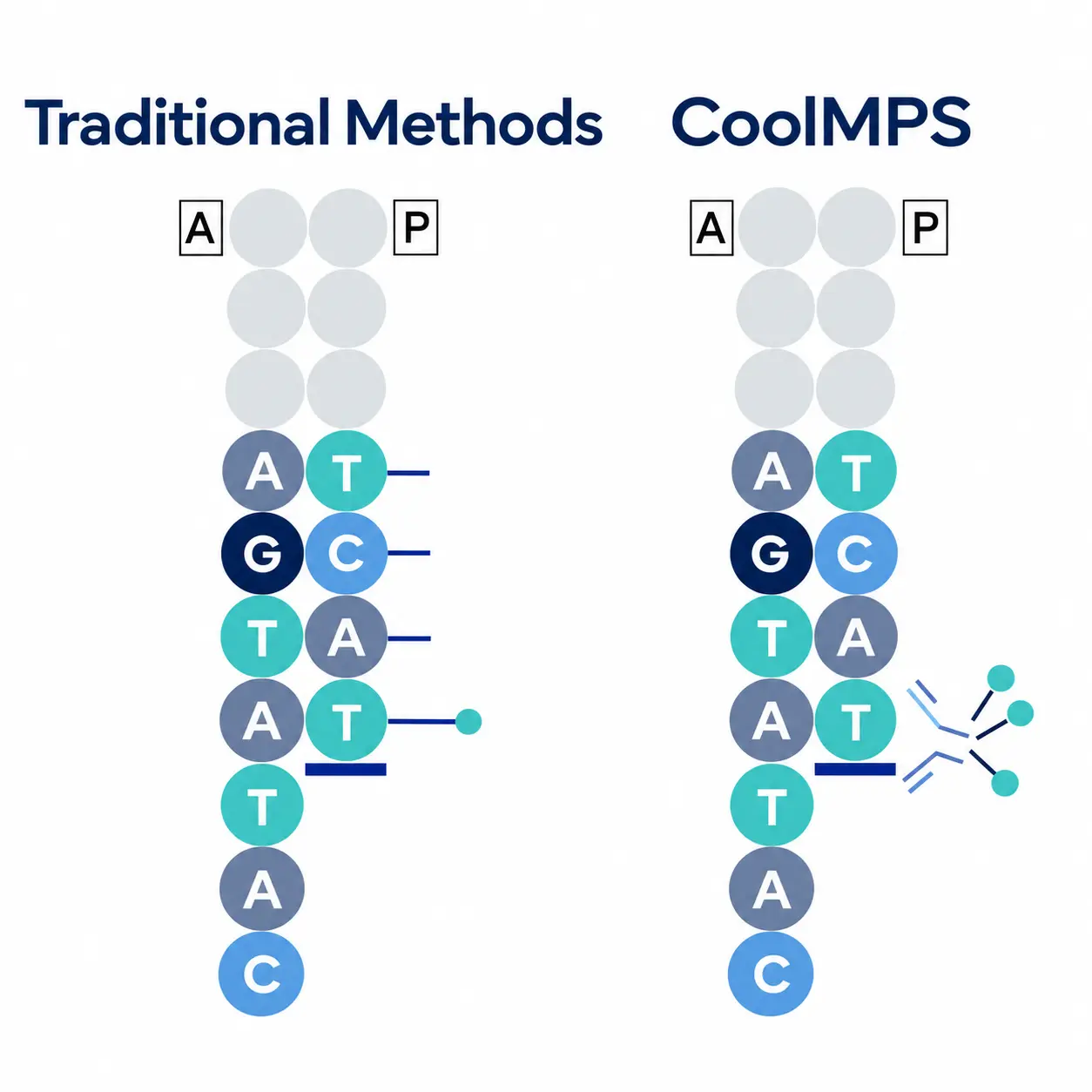 Diagram comparing traditional sequencing methods with CoolMPS technology, illustrating differences in nucleotide detection that contribute to higher signal intensity, longer read lengths, and improved sequencing accuracy.