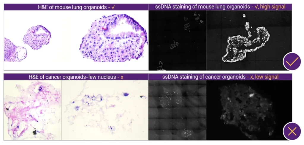 appnote_organoid_STOmics_complete_genomics