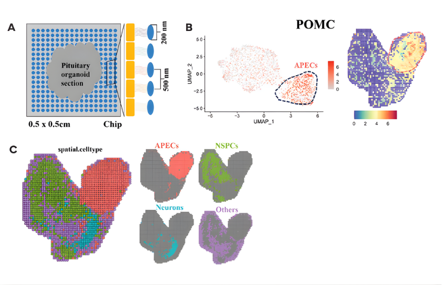 human_pituitary_organoids_stereo-seq_spatial_biology