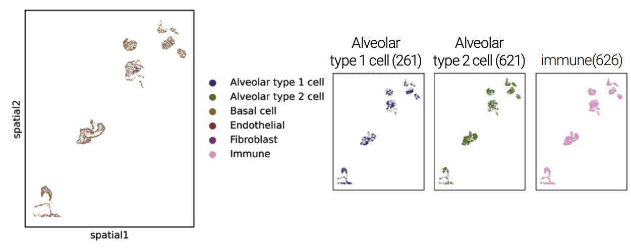 multicellular_stereo_seq_c