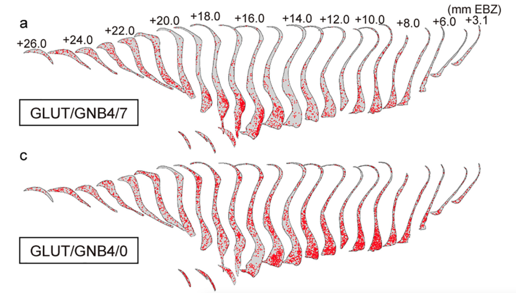 stereo-seq-LCD-primate-claustrum