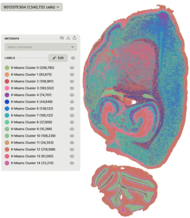 stereo-seq-LCD-rat-brain