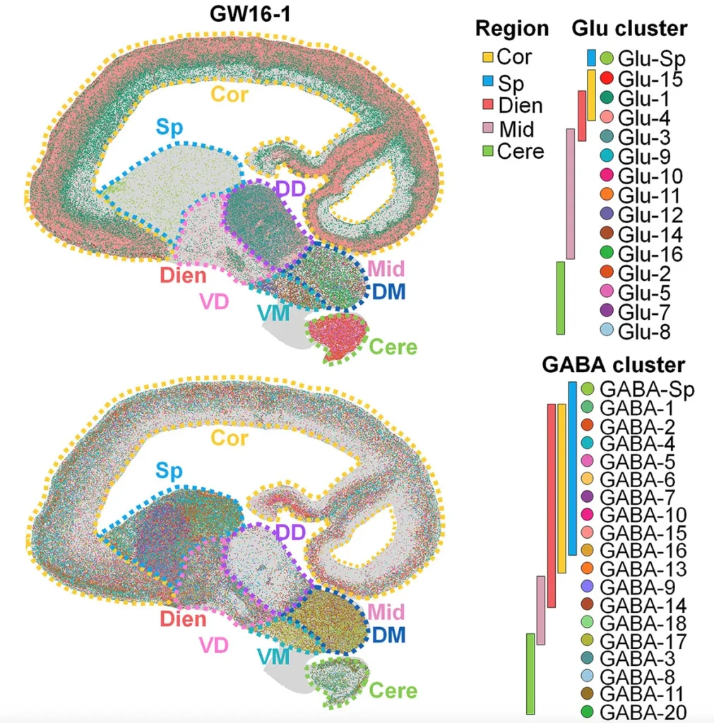 stereo-seq-human-brain-devlopment