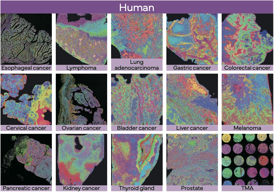 stereo-seq-omni-human-tissues