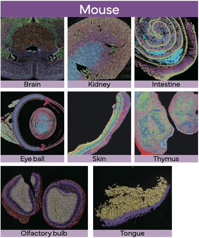 stereo-seq-omni-mouse-tissues