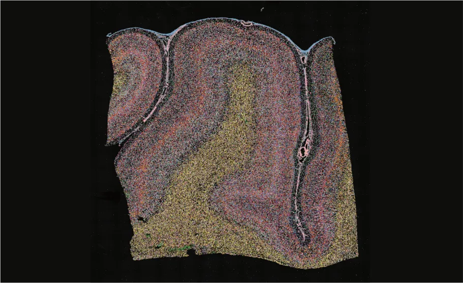 stereo-seq-transcriptomics-FF-LCD-macaque-brain