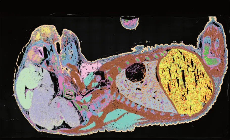 stereo-seq-transcriptomics-FF-LCD-mouse-embryo