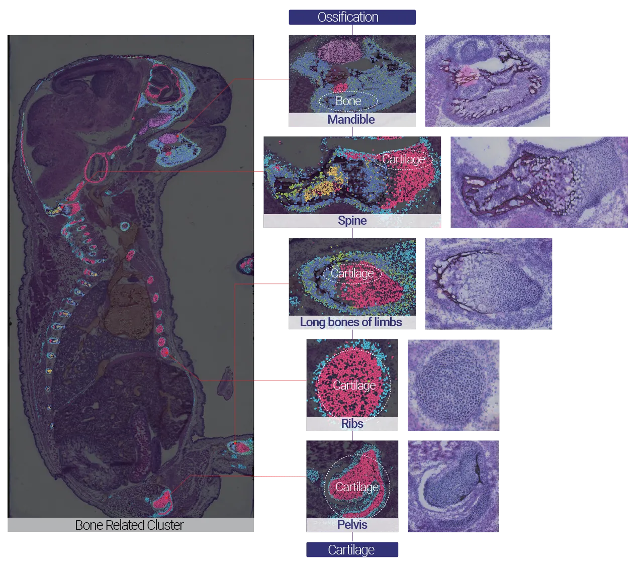 stereo-seq-transcriptomics_FF_LCD_main