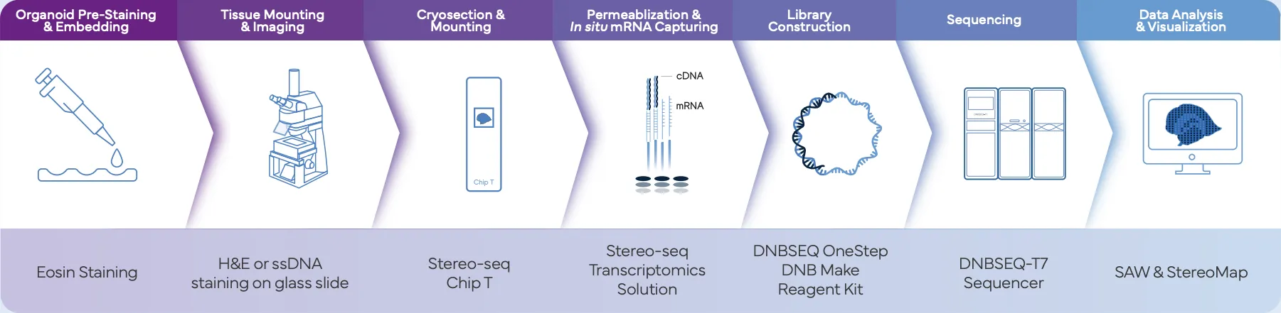 stereo-seq-workflow_organoids_complete_genomics