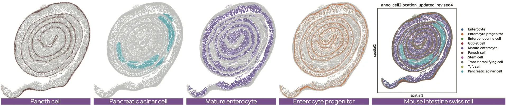 stereo_seq_OMNI_high_spatial_fidelity