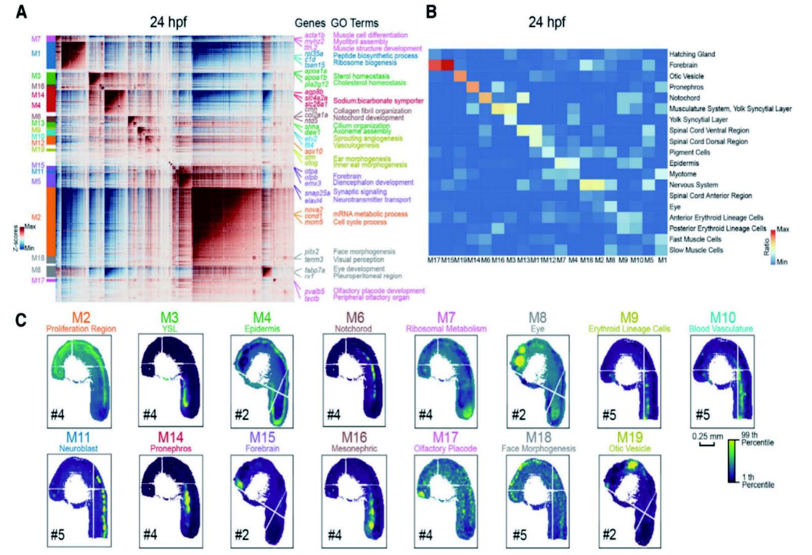 construction-of-a-spatiotemporal-transcriptomic-atlas-of-zebrafish-embryogenesis (1)